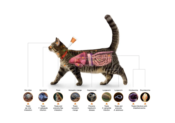 5e997ddf_advocate-spot-on-for-small-cats-up-to-4kg-x-1-dose