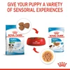 6310e051_royal-canin-mini-puppy-dry-food-2kg