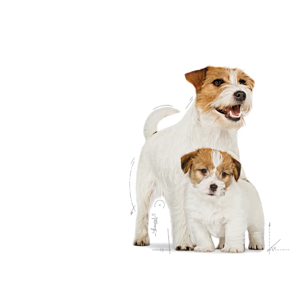 6310e365_royal-canin-mini-starter-dry-food-1kg