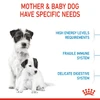 6310e365_royal-canin-mini-starter-dry-food-1kg