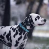68b2f03d_doco-jelly-bean-nylon-dog-collar-medium-2-0cm-x-44-55cm
