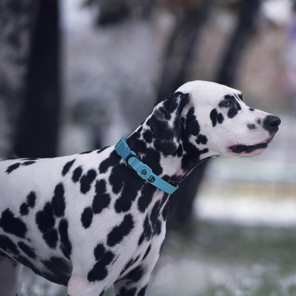 68b2f03d_doco-jelly-bean-nylon-dog-collar-medium-2-0cm-x-44-55cm