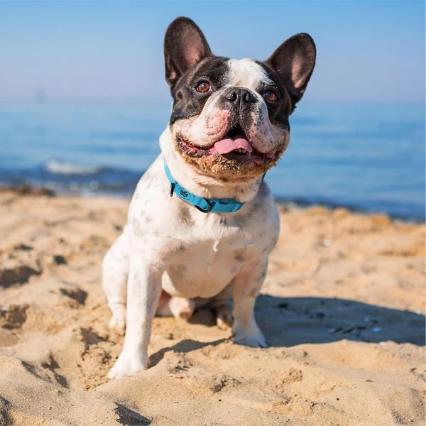 68b2f219_doco-jelly-bean-nylon-dog-collar-large-2-5cm-x-53-64cm