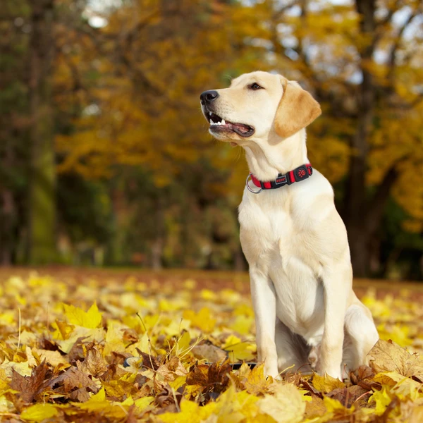 68bd4203_doco-nylon-o-ring-collar-small-1-5cm-x-28-43cm