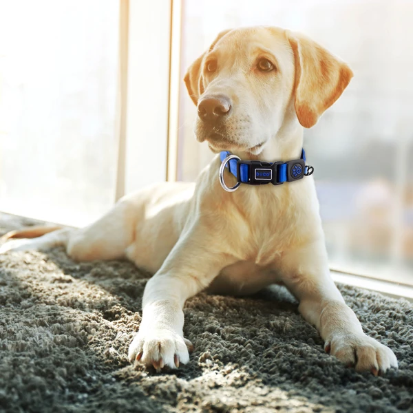 68bed6ab_doco-nylon-o-ring-collar-small-1-5cm-x-28-43cm