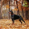 68d7d3a0_doco-puff-mesh-dog-collar-xs-1-5-x-21-30cm