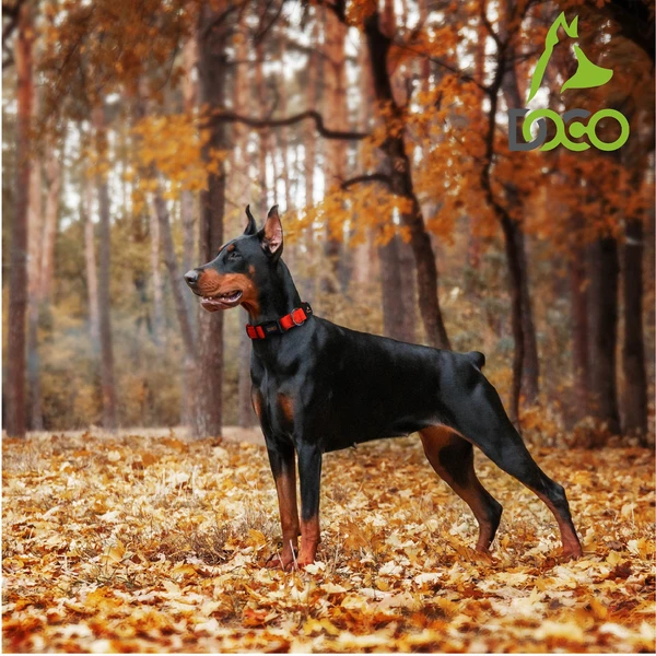 68d7ec3a_doco-puff-mesh-dog-collar-xl-3-8-x-52-80cm