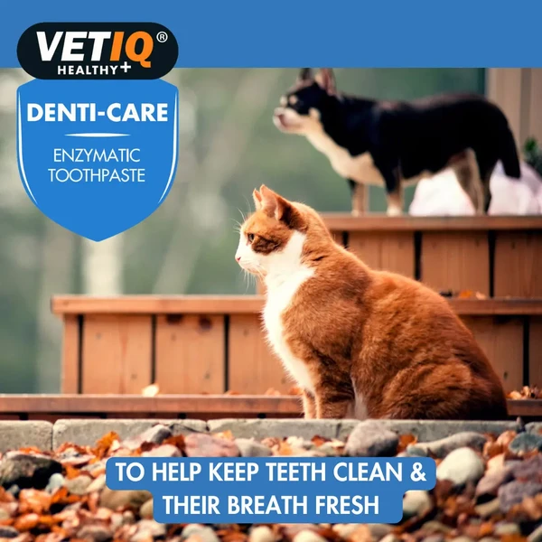 68da4f3e_vetiq-denti-care-enzymatic-toothpaste-70g