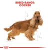 5cfe7cd9_royal-canin-cocker-spaniel-adult-3kg