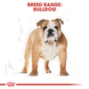 5d28526b_royal-canin-bulldog-adult-3-kg
