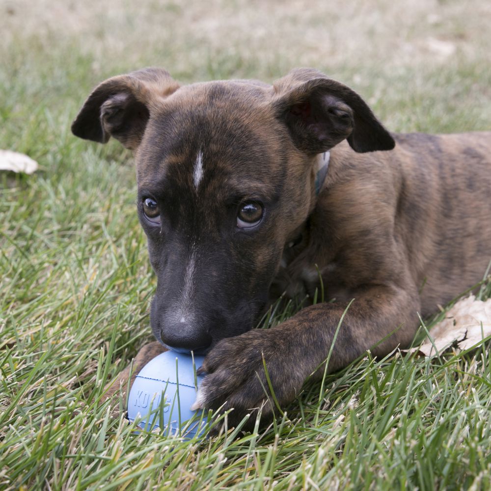 Kong Puppy Ball with Hole M/L