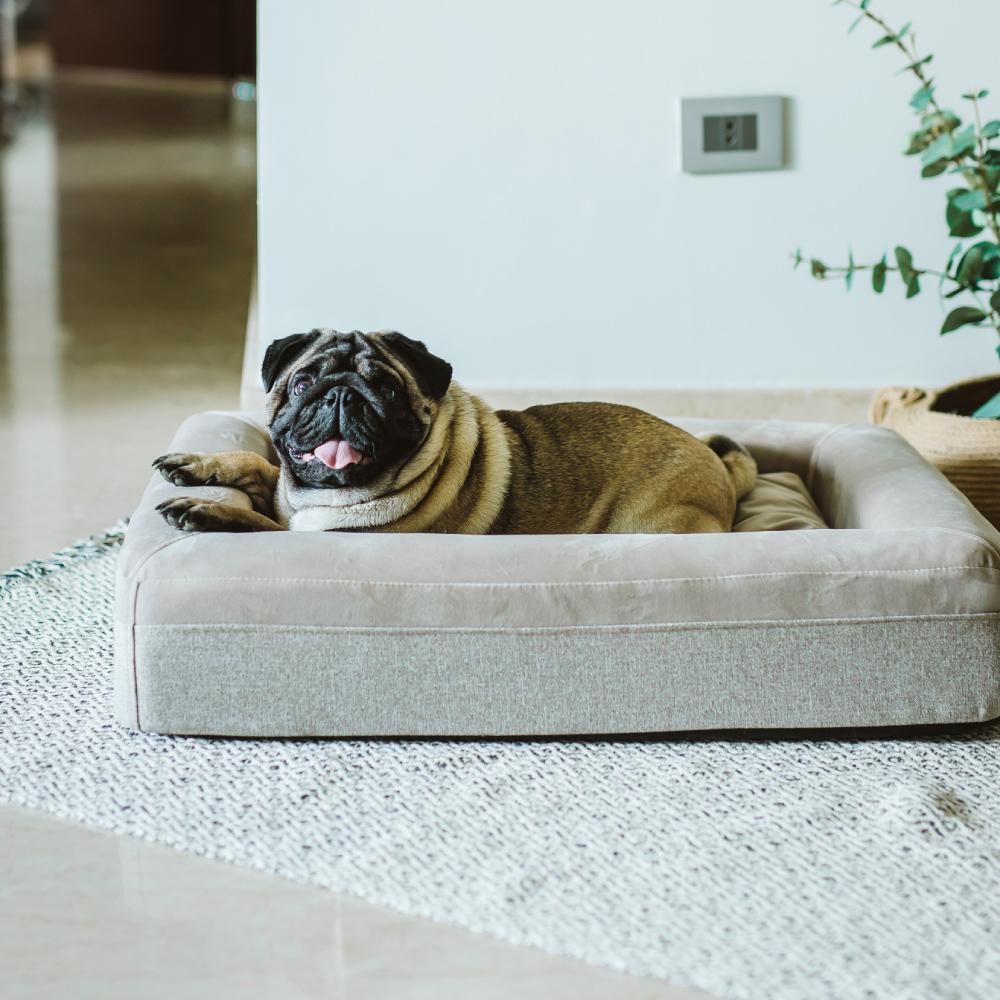 Ariika Charlie Pet Bed