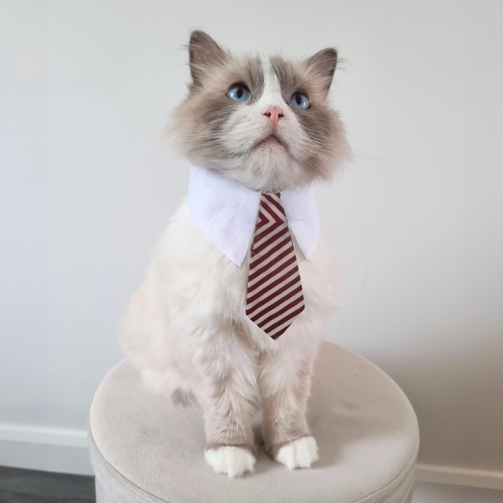 Naomi Cat Necktie (YJ85770)