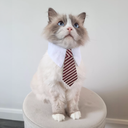 Naomi Cat Necktie (YJ85770)